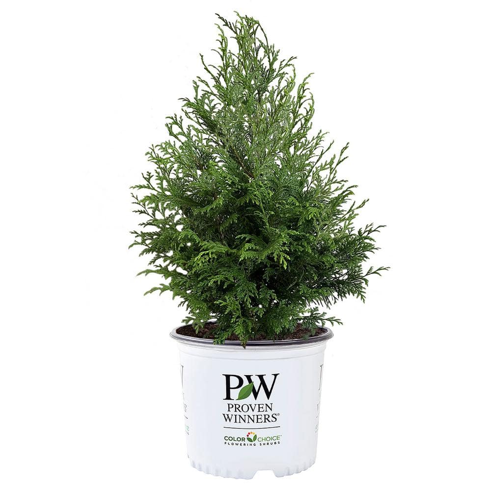 PROVEN WINNERS 2 Gal. Cedar Rapids Cypress Shrub 18320 - The Home