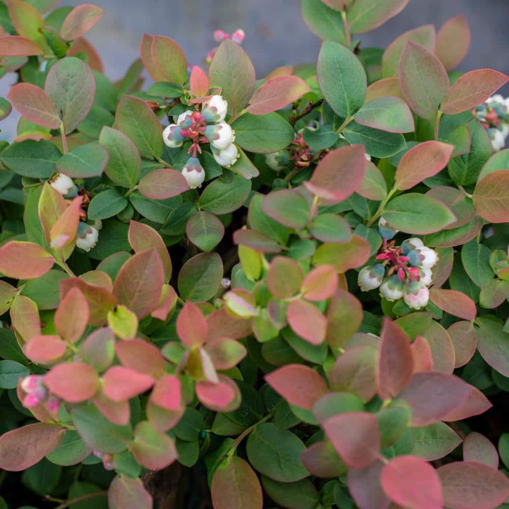 Peach Sorbet Blueberry Plant in 2-Gallon Container