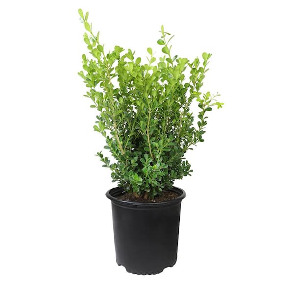 3G Japanese Boxwood Shrub (BUXUS JAPONICA) Single