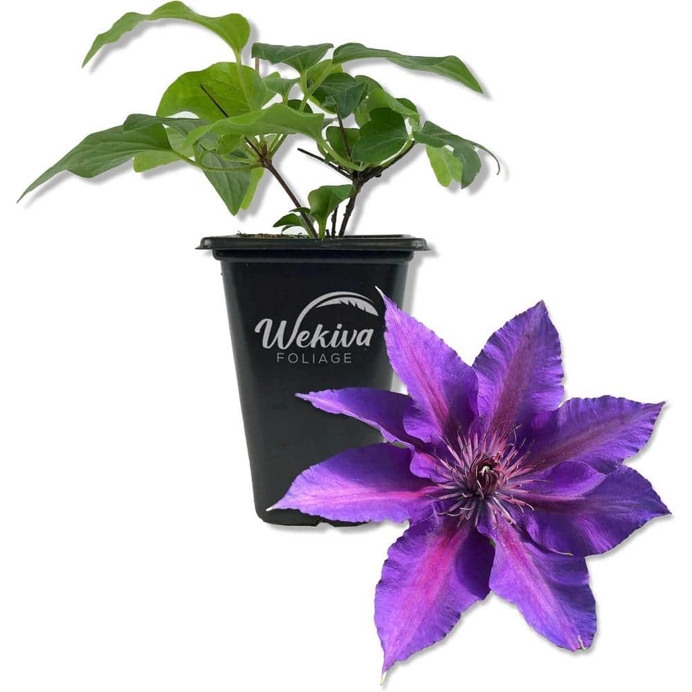 Clematis Edda-Live Starter Plant in a 2 Inch Growers Pot-Starter Plants Ready for The Garden-Rare Clematis price history on PriceWatchPro