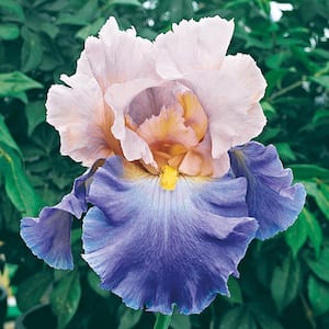 Mother Earth Reblooming Bearded Iris White/Purple Flowers Live Bareroot Plant (5-Pack)