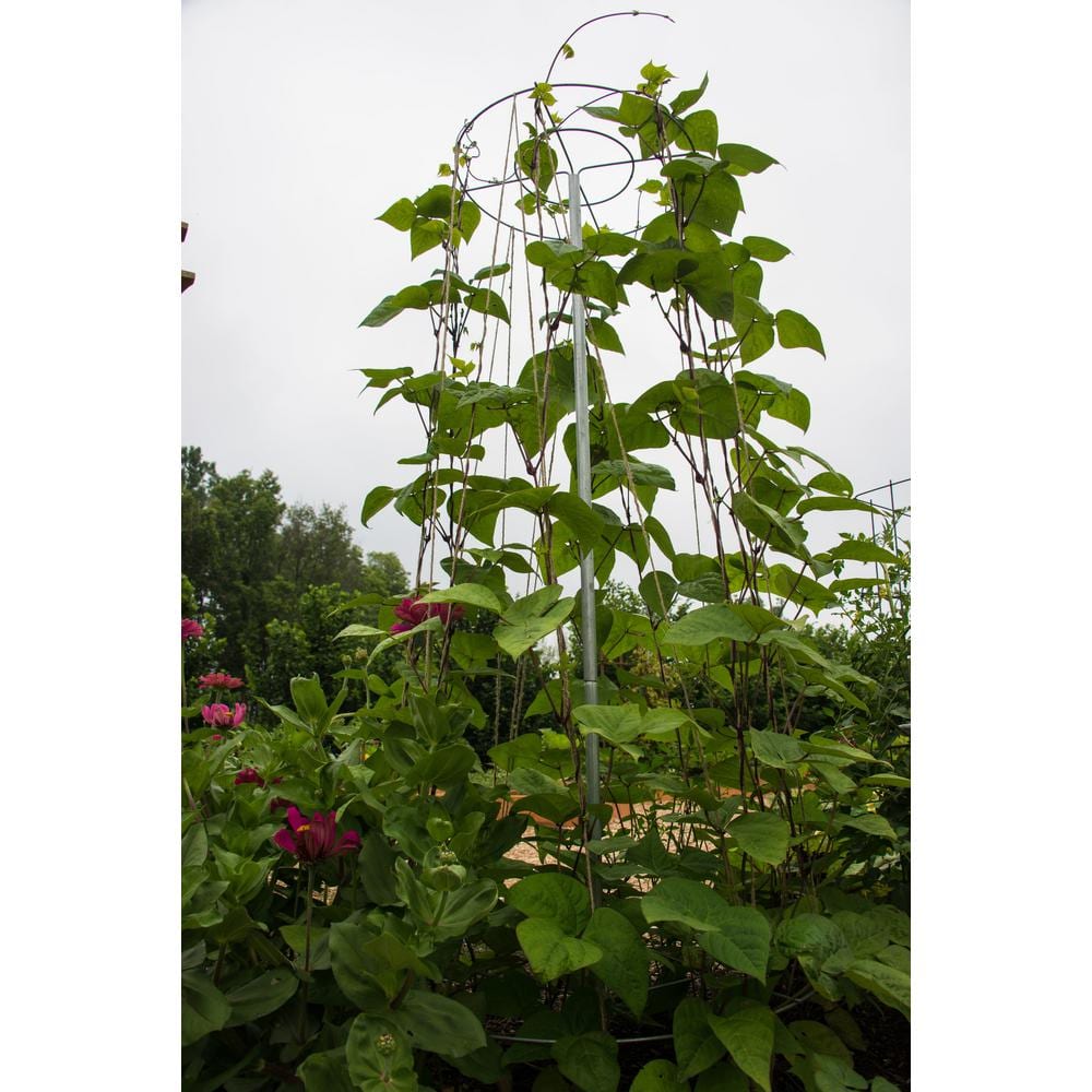 Galvanized Steel 6 ft Tall Plant Support Cage for Beans