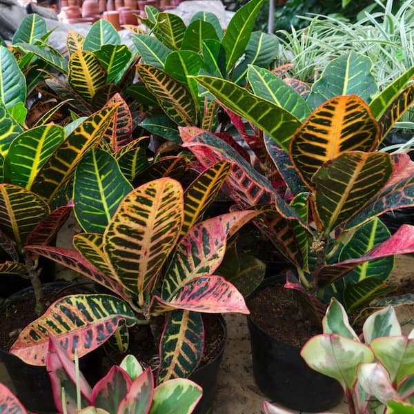 national PLANT NETWORK 4 In. 'Petra' Croton Plant in black pot - 4