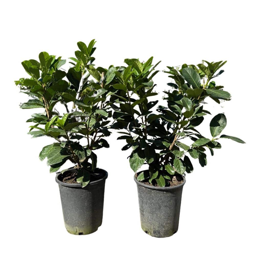 "#5 container Prunus laurocerasus evergreen privacy shrub (2-pack)" price history on PriceWatchPro