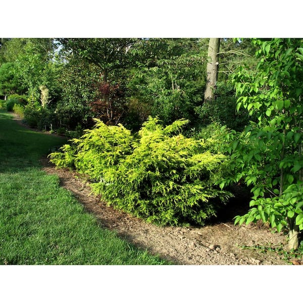 Cottage Gardens 1 Gal. Juniper Old Gold Shrub