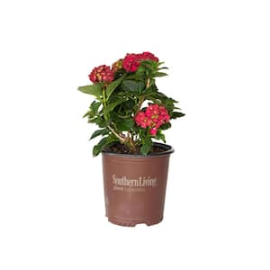 2 Gal. Heart Throb Hydrangea Shrub, Live Blooming Plant with Cherry Red Flowers