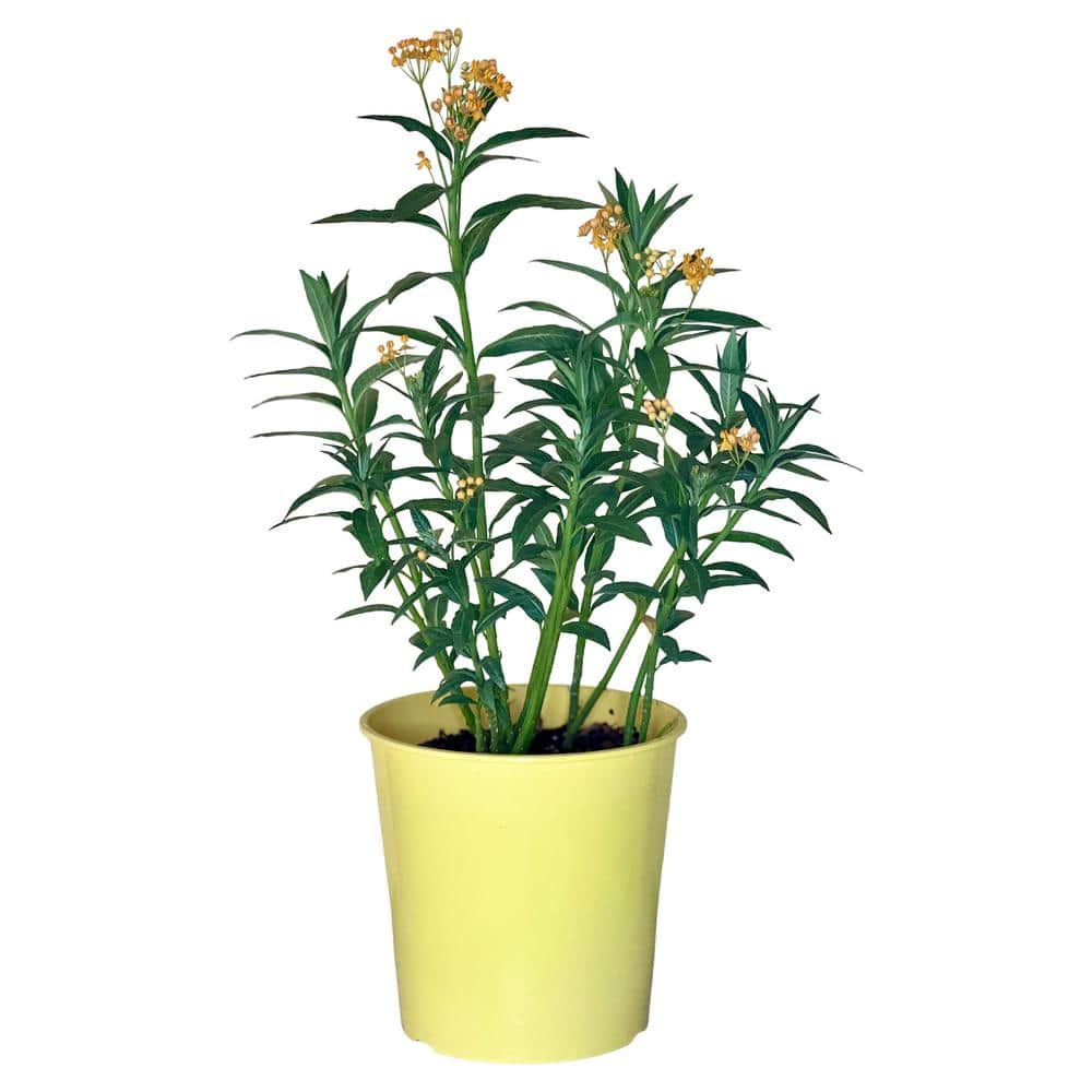 Have a question about Pure Beauty Farms 1.5 Gal Asclepias (Butter Fly ...