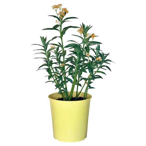 Pure Beauty Farms 1.5 Gal Asclepias (Butter Fly Weed) Gold Flower Plant in 8.25 in. Grower's Pot