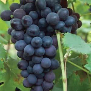 Grapes Thomcord Seedless Plants (3-Pack)