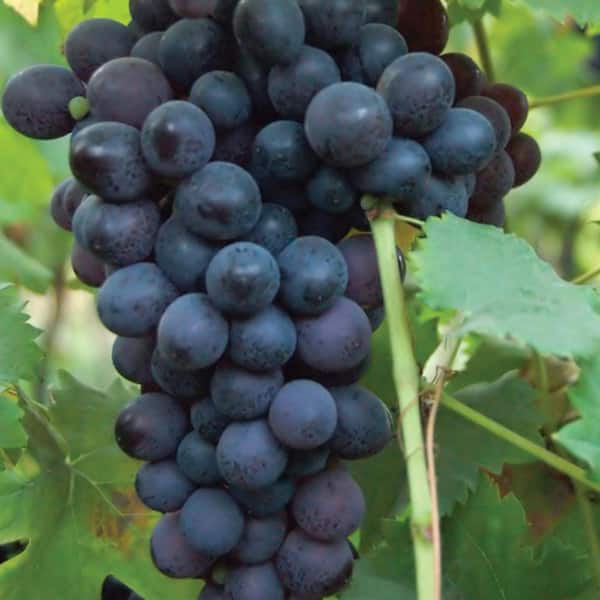VAN ZYVERDEN Grapes Thomcord Seedless Plants (3-Pack)