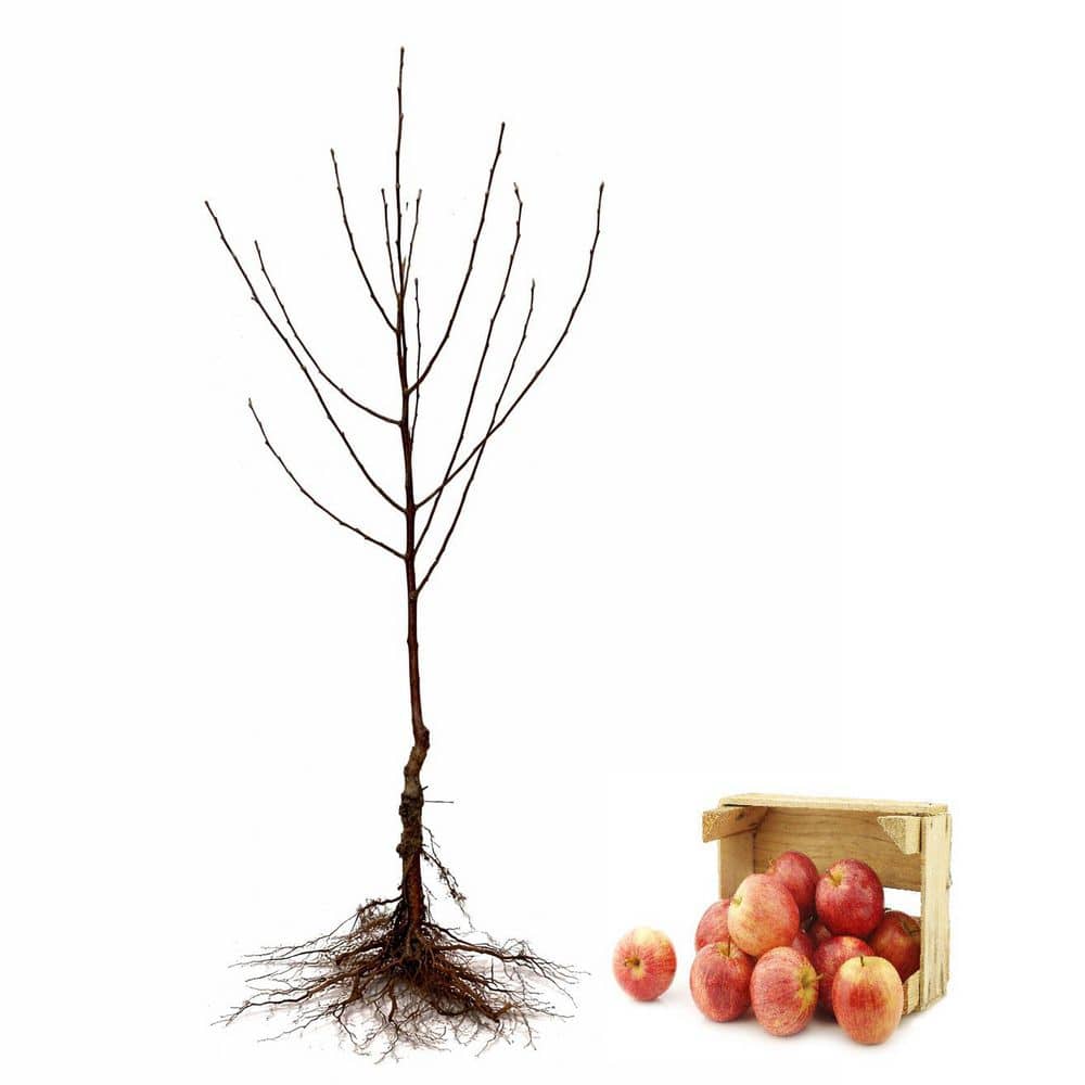 Garden & Grove 3 ft. Fuji Apple Tree with Expectional Fruit