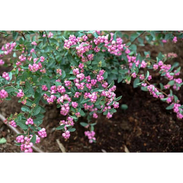 Jumbo Pint Pinky Promise Snowberry (Symphoricarpos) Live Shrub, Gumball Pink Berries