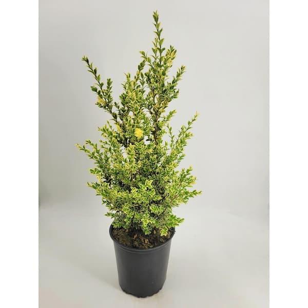 BELL NURSERY 2 Gal. Variegated Boxwood (Buxus Variegata) Live Evergreen Shrub