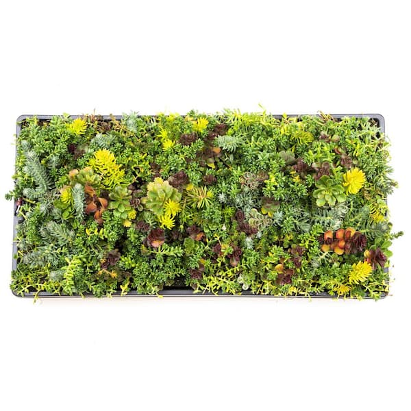 SMART PLANET Drought Tolerant Sedum Succulent Plant Mat (10 in. x 20 in.), Sprawling Ground Cover, Easy Care Stone Crop Succulents