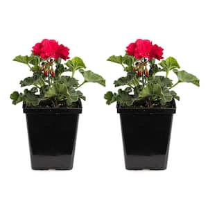 1 qt. Dark Red Preseto Geranium Plant (2-Pack)