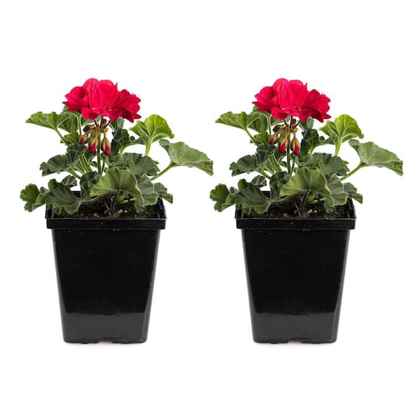 Unbranded 1 qt. Dark Red Preseto Geranium Plant (2-Pack)