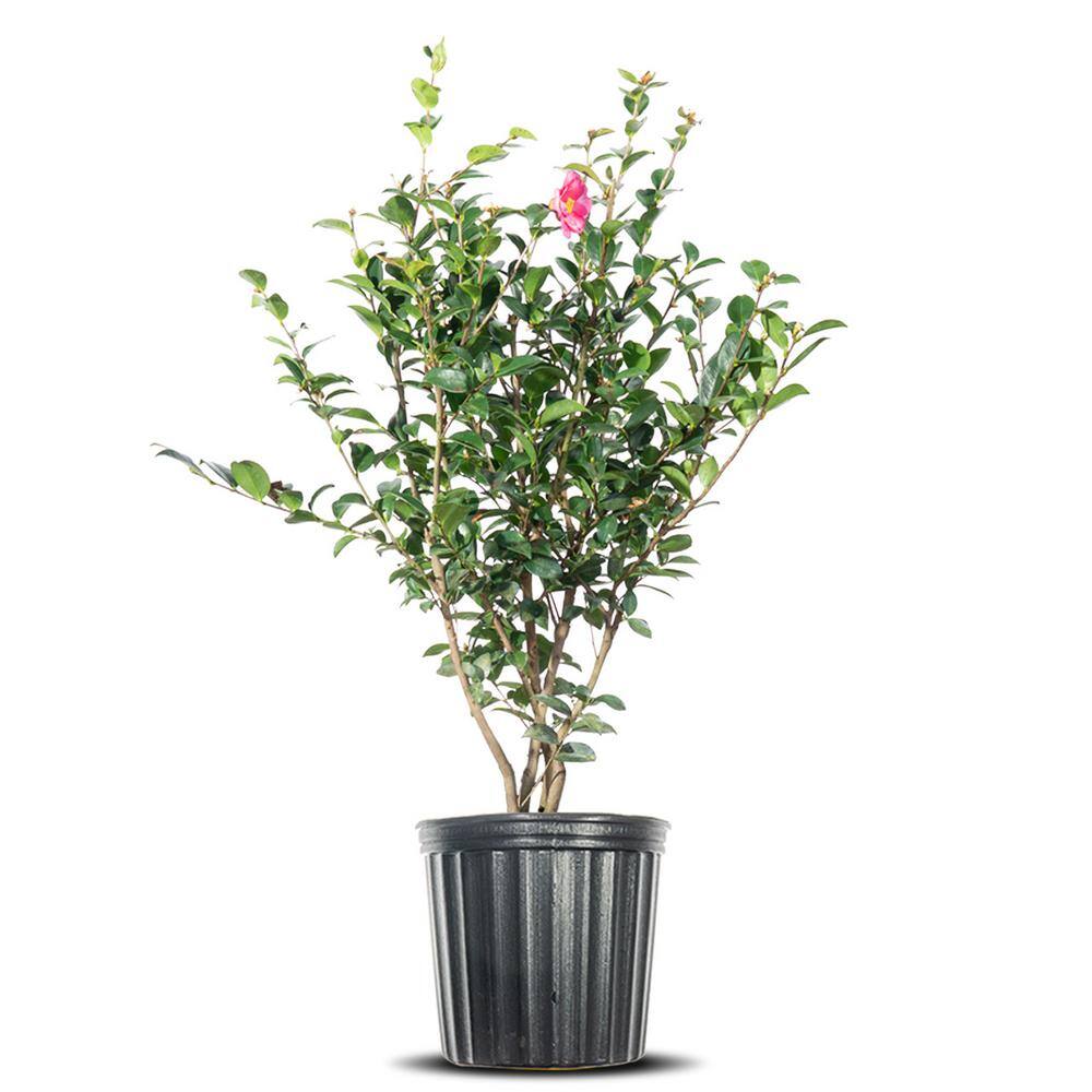 3 Gal. Kanjiro Camelia Shrub in Grower's Pot THD00517 - The Home Depot