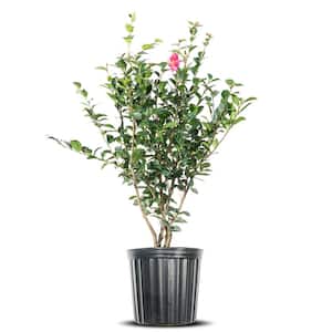 3 Gal. Kanjiro Camelia Shrub in Grower's Pot