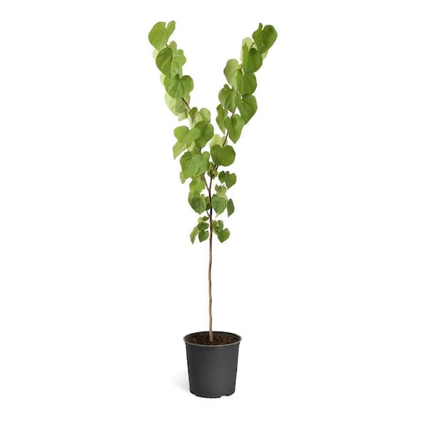 5 Gal. Purple Eastern Redbud Tree