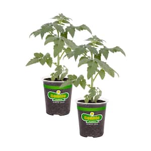 19 oz. Big Boy Tomato Plant (2-Pack)