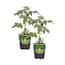 Bonnie Plants 19 oz. Sweet Basil Herb Plant (2-Pack) 2P5010 - The Home ...