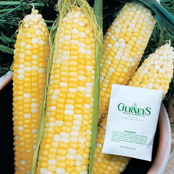 0.50 lb. Sweet Corn Honey and Cream Hybrid (Seed Packet)
