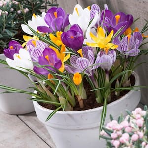 Crocus Bulbs Large Flowering Blend for Containers (Set of 25)