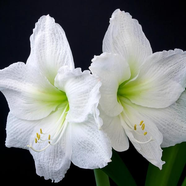 national PLANT NETWORK BlooMaker Multi-Colored Blooming Giant