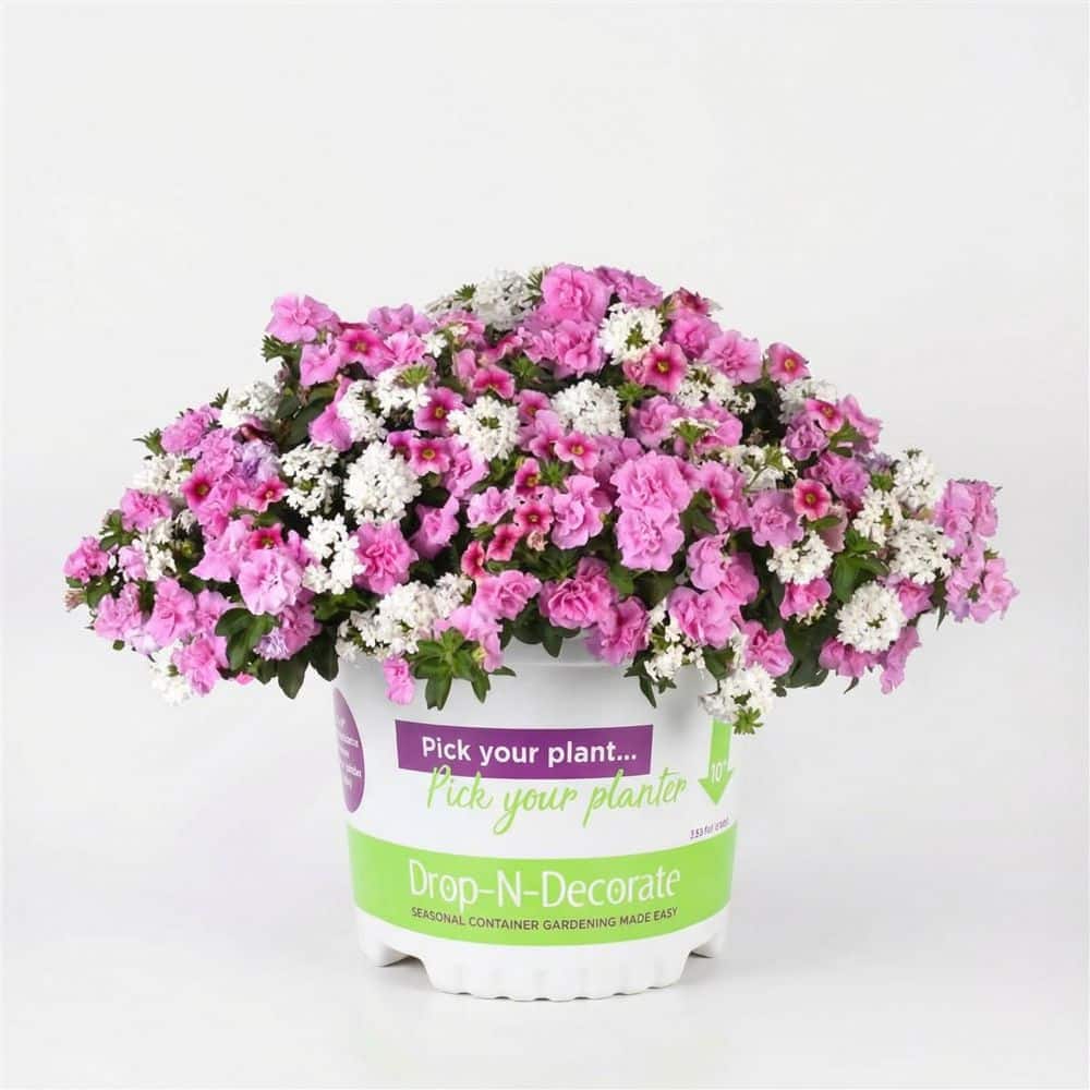 10 in. Pot Drop N Decorate Calibrachoa Piece of Cake Plant (1 plant) price history on PriceWatchPro