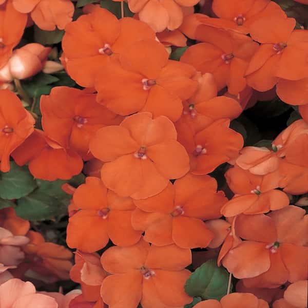 Vigoro 2.5 Qt. #1 Orange and Salmon New Guinea Impatiens Plant