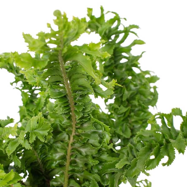 national PLANT NETWORK 4 in. Crinkle Fern House Plant in Grower Container - (3-Piece)