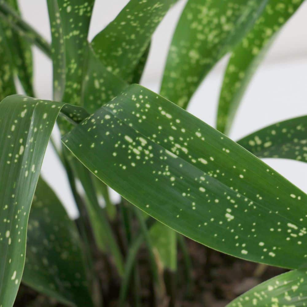 3 Gal. Aspidistra Spek-Tacular Plant price history on PriceWatchPro