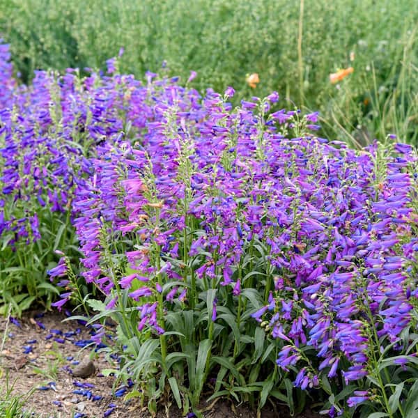 PROVEN WINNERS 0.65 Gal. Cat's Pajamas Catmint (Nepeta) Live Plant