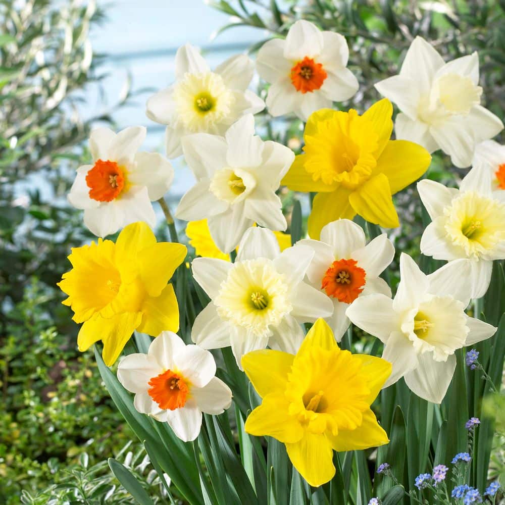 12/14 cm, Naturalizing Mixed Daffodil Flower Bulbs (Bag of 50) price history on PriceWatchPro
