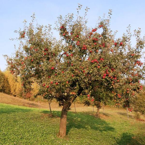 *Pomme 7 gal. Stayman Winesap Apple Decidous Tree APPSTA07G - The Home Depot