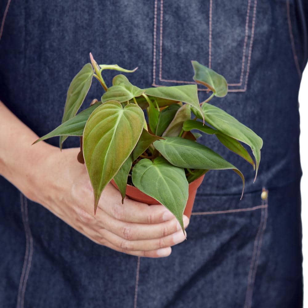 Philodendron Micans Velvet Heart-Leaf Plant in 4" Pot