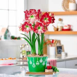 Flamenco Queen Amaryllis Duo Holiday Gift Kit in Decorative Pot 2 Pre-Planted Bulb in a 8.50 in. Dia pot