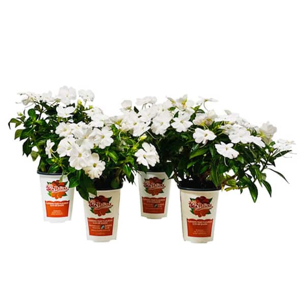 1 Qt. Compact White SunPatiens Impatiens Outdoor Annual Plant with White Flowers in 4.7 in. Grower's Pot (4-Plants)