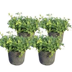 FLOWERWOOD Asiatic Jasmine 3-1/4 in. Pots (18-Pack) - Live