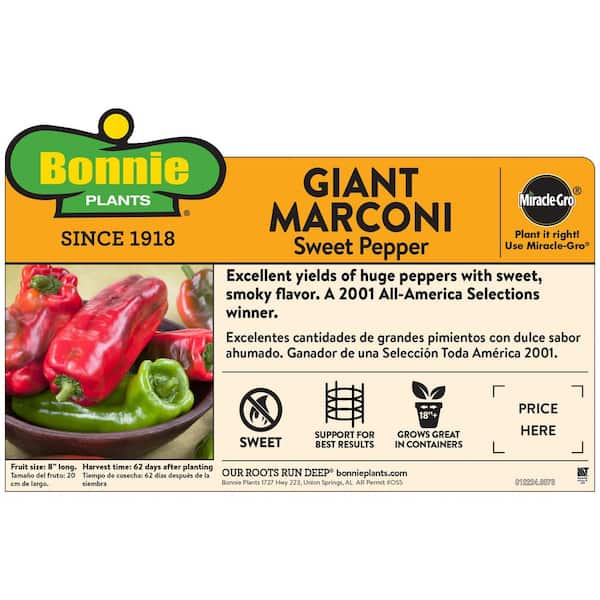 19 oz. Giant Marconi Pepper Plant