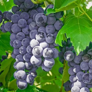 1.50 Gal. Pot, Fredonia Grape Vine (Vitis), Deciduous Fruit Bearing Plant (1-Pack)
