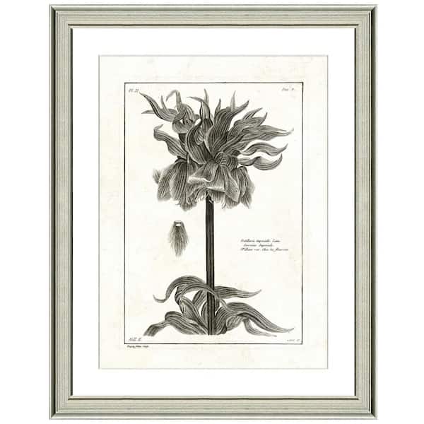 Vintage Print Gallery "Crown imperial lithograph" Framed Archival Paper Wall Art (24 in. x 28 in. in full size)