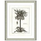 "Crown imperial lithograph" Framed Archival Paper Wall Art (26 in. x 32 in. in full size)