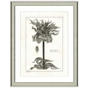 ''Crown imperial lithograph'' Framed Archival Paper Wall Art (26 in. x 32 in. in full size)