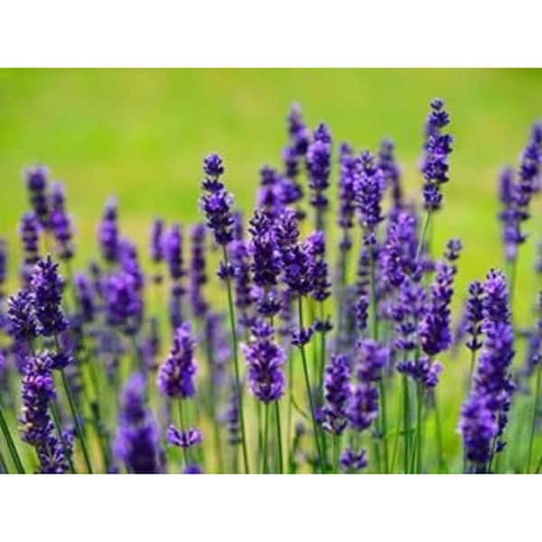 BELL NURSERY 1 Gal. Purple Lavender Perennial Plant