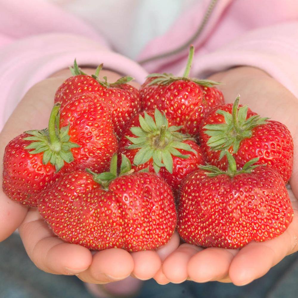 Jewel Strawberry Bare Root Starter Plants Pack