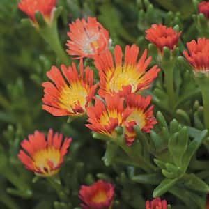 2.5 Qt. Wheels of Wonder Fire Red and Yellow Trailing Ice Plant