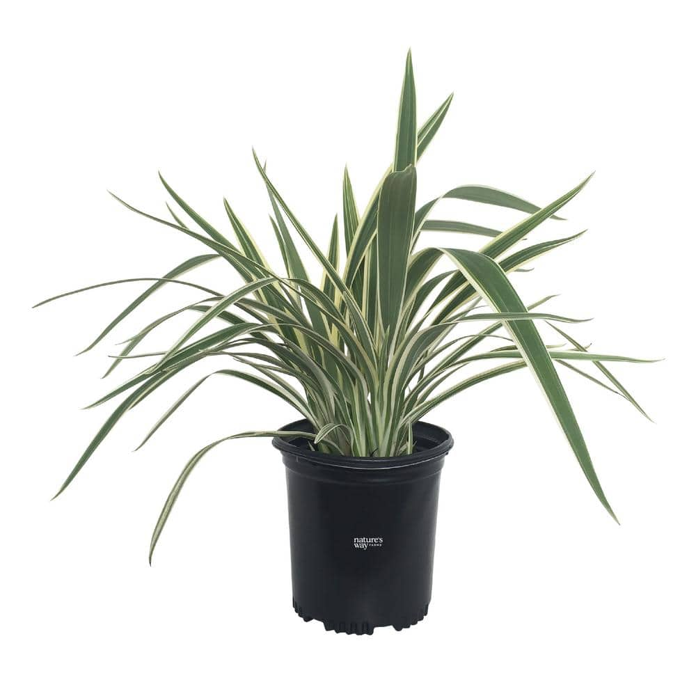 NATURE'S WAY FARMS Dianella Live Outdoor Plant in Growers Pot Average ...