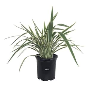 Dianella Live Outdoor Plant in Growers Pot Average Shipping Height 1-2 Ft. Tall