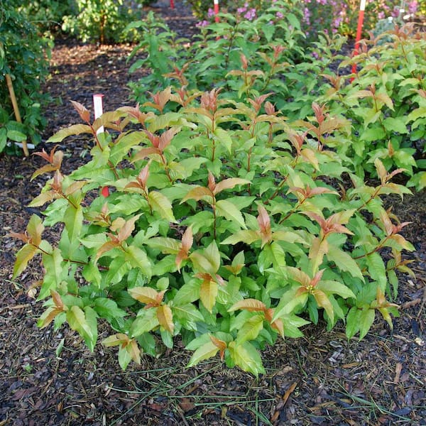 PROVEN WINNERS 4.5 in. qt. Kodiak Spiced (Diervilla Hybrid) Live
